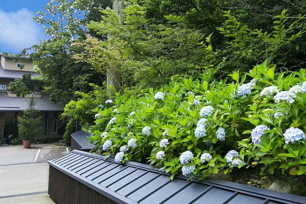 オーシャンテラスあじさい-サムネイル｜一度は泊まりたい 日本の高級旅館・ブティックホテル（Best Boutique Stays Japan）
